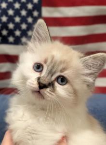 America the Beautiful - Ragdoll Kitten For Adoption - Vancouver&comma; WA&comma; US