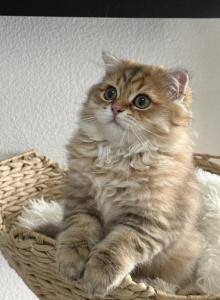 Winston Theodore Scottish - Scottish Fold Kitten For Sale - Celebration&comma; FL&comma; US