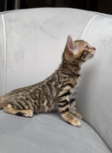 Plush Legacy - Bengal Kitten For Sale - Atlanta&comma; GA&comma; US