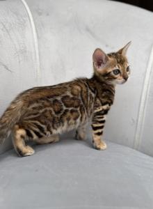 Plush Legacy - Bengal Kitten For Sale - Atlanta&comma; GA&comma; US