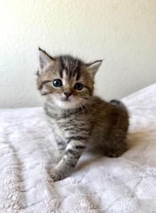 Simba - Scottish Straight Kitten For Sale - Sacramento&comma; CA&comma; US