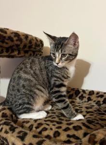 Stormy - Domestic Kitten For Adoption - Vernon&comma; NJ&comma; US