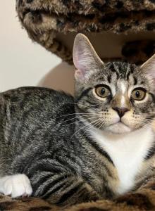 Stormy - Domestic Kitten For Adoption - Vernon&comma; NJ&comma; US