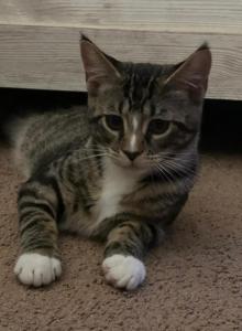 Stormy - Domestic Kitten For Adoption - Vernon&comma; NJ&comma; US
