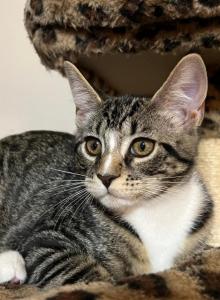 Stormy - Domestic Kitten For Adoption - Vernon&comma; NJ&comma; US