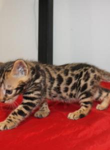 Maverick - Bengal Kitten For Sale - Valparaiso&comma; IN&comma; US