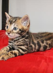 Maverick - Bengal Kitten For Sale - Valparaiso&comma; IN&comma; US
