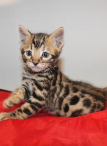 Maverick - Bengal Kitten For Sale - Valparaiso&comma; IN&comma; US