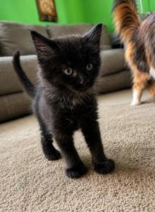 Fenrir - Maine Coon Kitten For Sale - Wilmington&comma; DE&comma; US