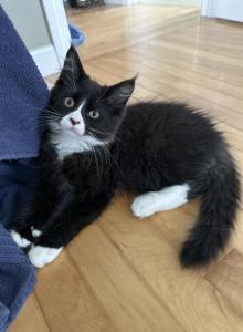 Male polydactyl - Maine Coon Kitten For Sale - Waterford&comma; ME&comma; US