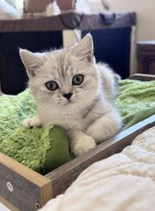 Janet - British Shorthair Kitten For Sale - Las Vegas&comma; NV&comma; US