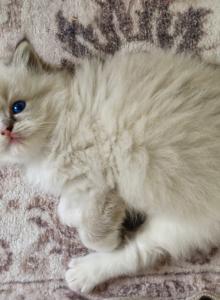 Baby Seal Lynx Mitted Girl - Ragdoll Kitten For Sale - Annapolis Junction&comma; MD&comma; US