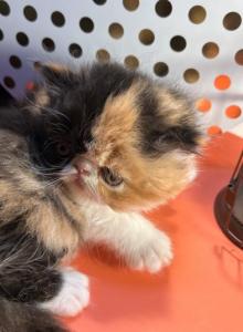 Cally - Exotic Kitten For Sale - Poplarville&comma; MS&comma; US