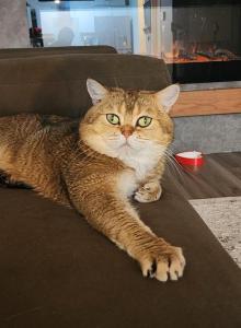 McClaren Browny - Scottish Fold Cat For Sale - Lincoln, NE, US McClaren Browny - Scottish Fold Cat For Sale - Lincoln, NE, US