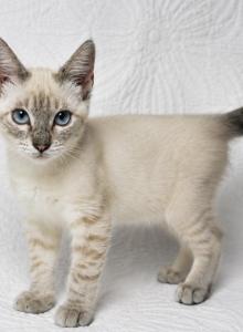Female Lynx point - Siamese Kitten For Sale - Terrell&comma; TX&comma; US