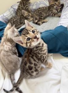 Roman boy bengal kitten - Bengal Kitten For Sale - Raeford&comma; NC&comma; US