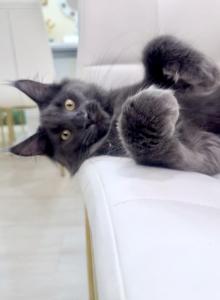 Pharaon - Maine Coon Kitten For Sale - Bel Air&comma; MD&comma; US