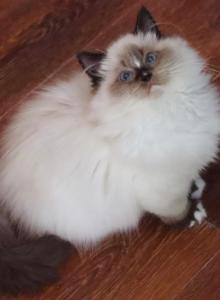 Seal mitted with blaze - Ragdoll Kitten For Sale - Bristow&comma; VA&comma; US