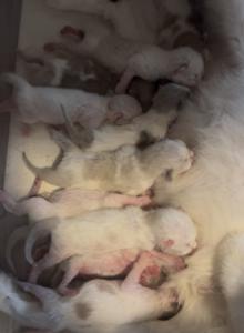 Mink & Traditonal Litter - Ragdoll Kitten For Sale - Ionia&comma; MI&comma; US