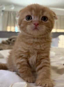 Maple - Scottish Fold Kitten For Sale - San Marcos&comma; CA&comma; US