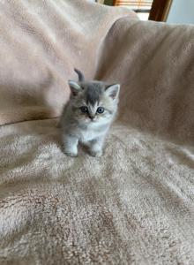 Gloria - Scottish Straight Kitten For Sale - Palatine&comma; IL&comma; US