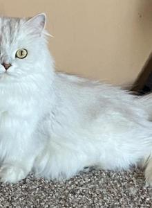 Serenity - Persian Cat For Sale - Goodyear&comma; AZ&comma; US