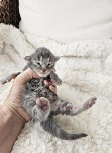 Blue torbie Maine Coon - Maine Coon Cat For Sale - MI&comma; US