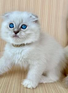 Scottish Fold Seal Point Male - Scottish Fold Kitten For Sale - Orlando&comma; FL&comma; US