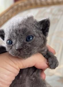 Oscar - Devon Rex Kitten For Sale - P J S&comma; NY&comma; US