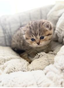 Bella - Scottish Fold Kitten For Sale - Owings Mills&comma; MD&comma; US