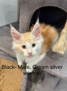 April litter - Maine Coon Kitten For Sale - Tarentum, PA, US April litter - Maine Coon Kitten For Sale - Tarentum, PA, US