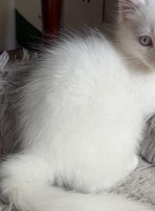 Dumbo - Ragdoll Kitten For Sale - Portland&comma; OR&comma; US