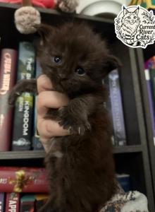 Astrid  DreamWorks Litter - Maine Coon Kitten For Sale - Doniphan&comma; MO&comma; US