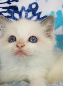 Sprinkles Ragdoll Male Kitten - Ragdoll Kitten For Sale - Thorp&comma; WI&comma; US
