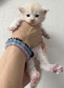 Toothless - Maine Coon Kitten For Sale - San Antonio&comma; TX&comma; US