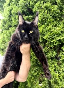 Bohemia - Maine Coon Cat For Sale - Huntley&comma; IL&comma; US
