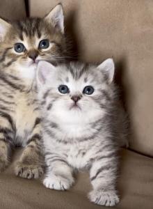 Simba - Scottish Straight Kitten For Sale - Rocklin&comma; CA&comma; US
