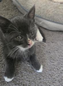 Smoke & Dusty - Russian Blue Kitten For Sale - Guttenberg&comma; NJ&comma; US