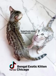 Bengal Kitten Silver Male - Bengal Kitten For Sale - IL, US Bengal Kitten Silver Male - Bengal Kitten For Sale - IL, US