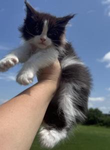 Newton polydactyl - Maine Coon Kitten For Sale - Locust Grove, OK, US Newton polydactyl - Maine Coon Kitten For Sale - Locust Grove, OK, US