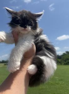 Luther polydactyl - Maine Coon Kitten For Sale - Locust Grove&comma; OK&comma; US