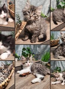 Siberian 8weeks female and male - Domestic Kitten For Sale - Eagan&comma; MN&comma; US