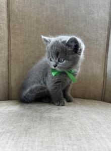 Drogon - British Shorthair Kitten For Sale - Mundelein&comma; IL&comma; US