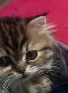 RubyRed - Persian Kitten For Sale - Cayce&comma; SC&comma; US