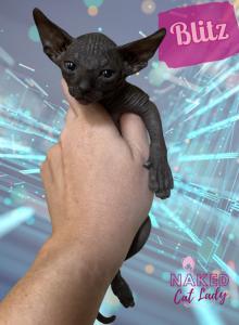 Blitz the Sphynx Kitten - Sphynx Kitten For Sale - Oklahoma City&comma; OK&comma; US