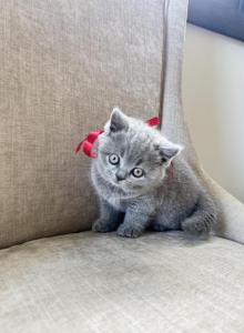 Meleys - British Shorthair Kitten For Sale - Mundelein&comma; IL&comma; US