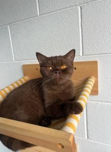 Choco - British Shorthair Cat For Sale - Orlando&comma; FL&comma; US