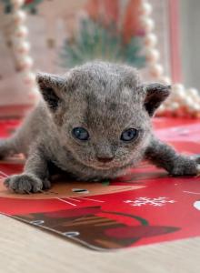 Oscar - Devon Rex Kitten For Sale - P J S&comma; NY&comma; US
