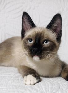 Male Siamese Snowshoe kitten - Siamese Kitten For Sale - Terrell&comma; TX&comma; US