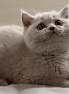 EncantoBrits Lilac Female - British Shorthair Kitten For Sale - PR&comma; US